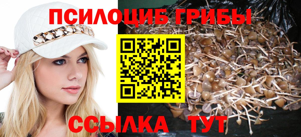 Галлюциногенные грибы Psilocybine cubensis Карабулак